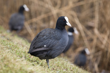 Fototapeta premium Kaczka łyska zwyczajna w parku nad stawem