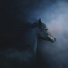 Fototapeta na wymiar Arabian horse in dynamics
