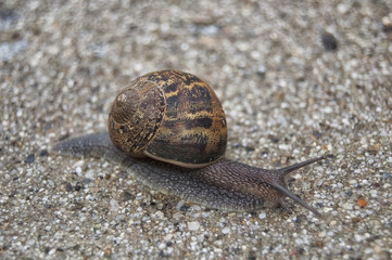Snail