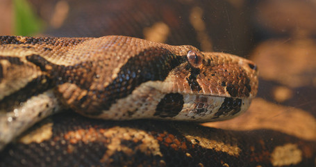 Eunectes murinus close up
