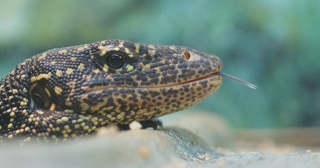 Mangrove goanna close up