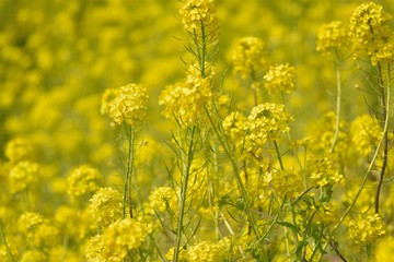 Spring background of yellow rapeseed flower fields in sunshine