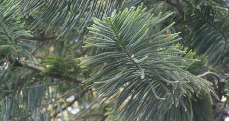 Obraz premium Green Pine tree