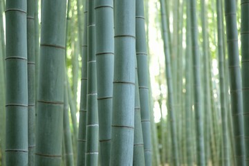 Background texture of Japanese Green  Bamboo Forest