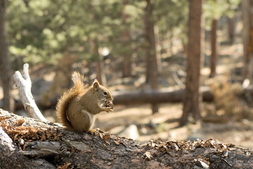 Red Squirrel at Devil's Tower
