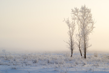 sunlight, freezing fog and ice-covered trees