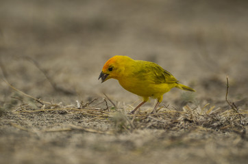 Yellow bird searching for seeds in the desert. 