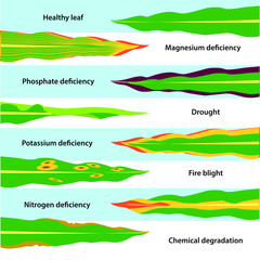 Obraz premium Vector illustration of nutritional deficiencies and diseases in trees. Colourful plant biology picture.