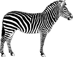 Fototapeta na wymiar Zebra drawn with ink and hand-colored pop art vector logo