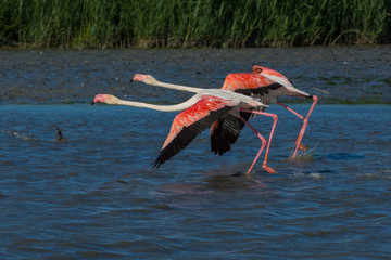 envol de fmanats roses