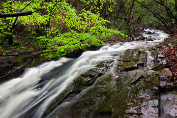 Landscape with a mountain river with a fast stream and the forest