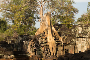 Obraz premium Tree growing over temple ruin, Angkor Wat, Cambodia