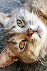 Naklejka na ściany i meble Beautiful young cat on the street. Cat with green eyes
