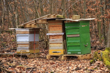 Bienenstöcke in einem Wald