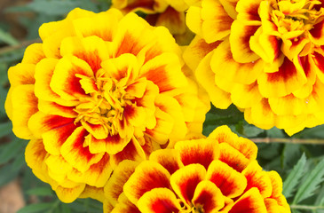 Orange Yellow Marigold Flowers in Garden Left