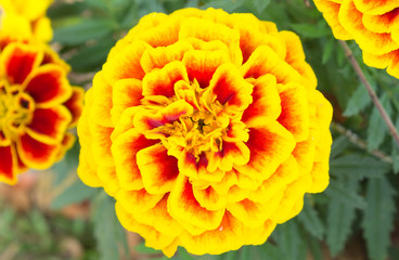 Orange Yellow Marigold Flowers in Garden Center