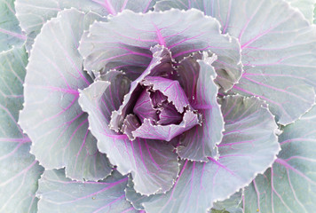 Purple or Violet Cabbages or Kale for Decoration