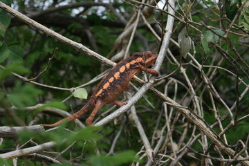 Indignant Chameleon