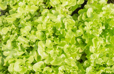 Green Oak Lettuce or Green Lettuce for Diet Health