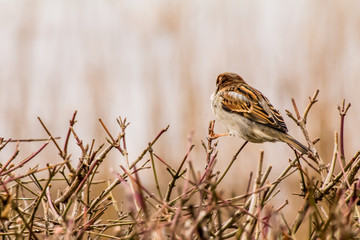 Male or female house sparrow or Passer domesticus is a bird of the sparrow family Passeridae, found in most parts of the world