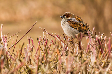 Male or female house sparrow or Passer domesticus is a bird of the sparrow family Passeridae, found in most parts of the world