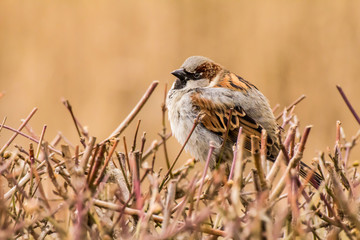 Male or female house sparrow or Passer domesticus is a bird of the sparrow family Passeridae, found in most parts of the world