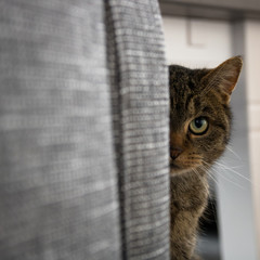 Versteckspiel Katze