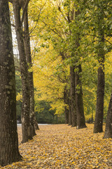 Fototapeta premium autumn, trees with yellow leaves