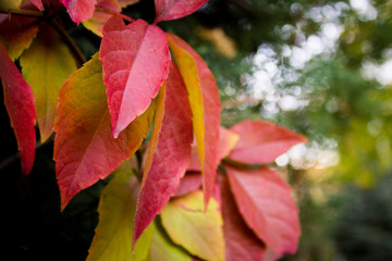 Rote Herbstblätter