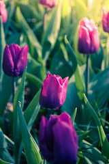 Spring colorful tulips field, natural floral background. ultra violet concept - color of the year 2018