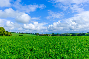 Alfalfa field in the Orne countryside in summer, Normandy France - obrazy, fototapety, plakaty
