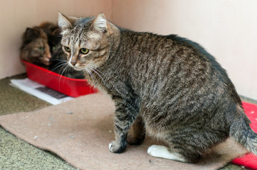 tabby kitten sitting on white background