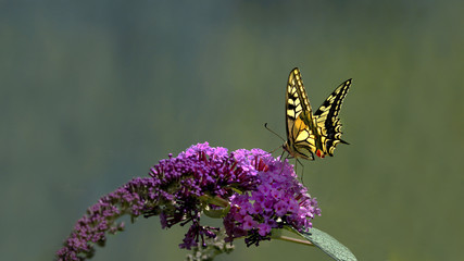 Swallowtail butterfly (Papilio machaon)          feeds from a purple butterfly bush with green bokeh background