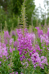 Obraz premium Fireweed (Rosebay Willowherb, Epilobium angustifolium). Summer
