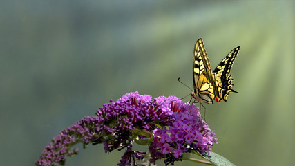 Obraz premium Swallowtail motyl (Papilio machaon) karmi od purpurowego motyliego krzaka z zielonym bokeh tłem