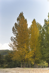 Naklejka premium autumn, bench, lamppost and trees with yellow leaves