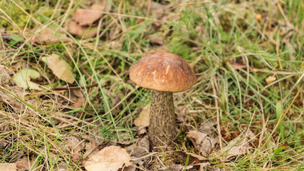 Grey mushroom in a forest glade