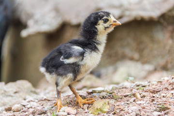 Little chickens black and white color is walking on the ground