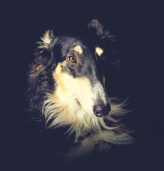 portrait of a black dog with a tan face, collar and eyebrows on a dark background