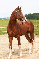 Obraz premium Portret miłego gorącokrwistego konia