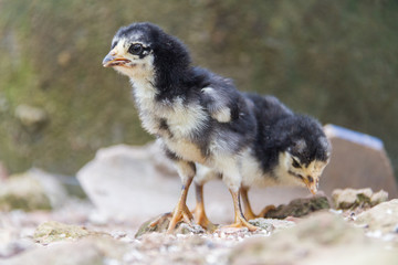 Little chickens black and white color is walking on the ground