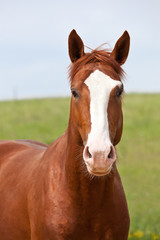 Portrait of  nice hot-blooded horse