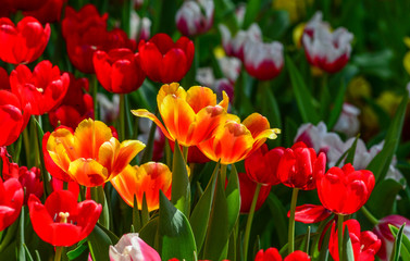 Tulip flowers at city park