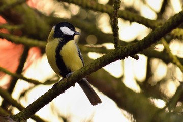 A beautiful shot of a bird on a tree in nature. (Parus major)