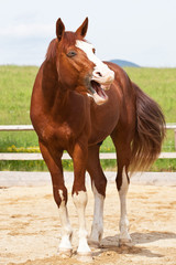 Portrait of yawning hot-blooded horse