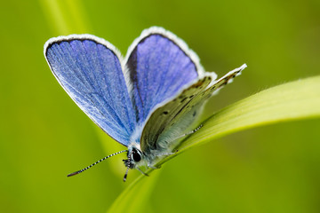 Azuré des anthyllides