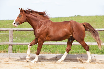 Obraz na płótnie Canvas Portrait of nice running hot-blooded horse