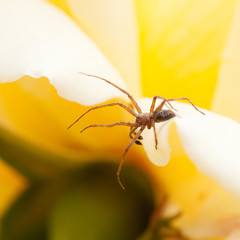 funny funny spider sitting on the petal of a yellow rose
