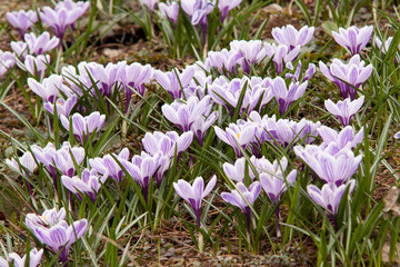 gentle flowers of crocus are the first to meet the spring