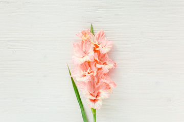 Beautiful Pink Gladiolus Flower White